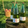Vino Pinot Nero Rosato DOC