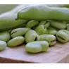 Borragine