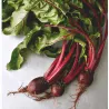 Borragine