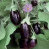 Pomodoro datterino