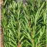 Salvia fresca vaschetta 30 gr