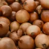 Fragole