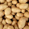 Carote