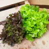 Insalatina