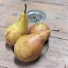 Radicchio rosso tondo