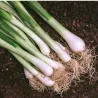 Agretti