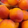 Albicocche