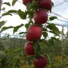 Pesche nettarine