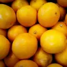 Mandarini