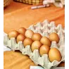 Uova fresche