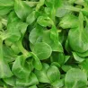 Cavolo cappuccio verde intero