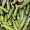 Cipollotti freschi